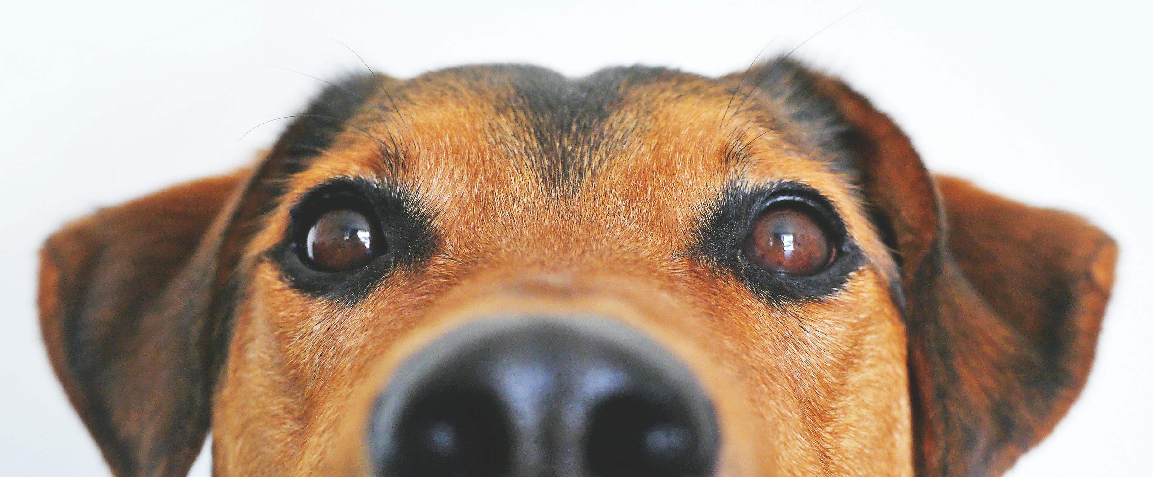 Hundewissen Buttermilch